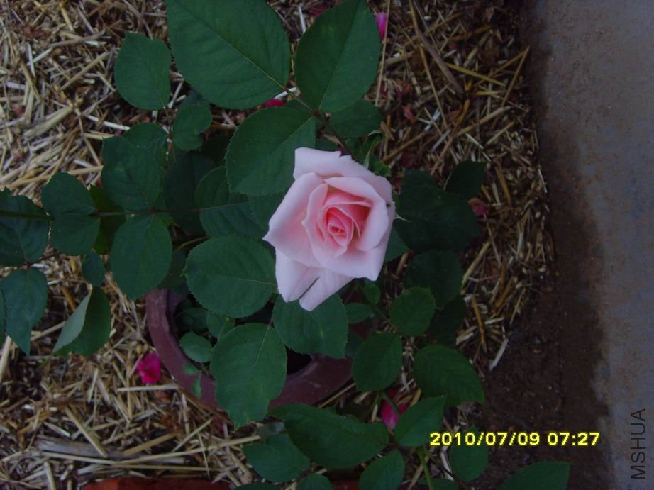 SNV30387.JPG