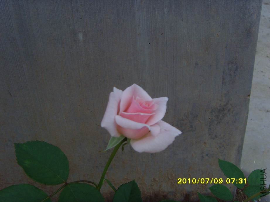 SNV30396.JPG