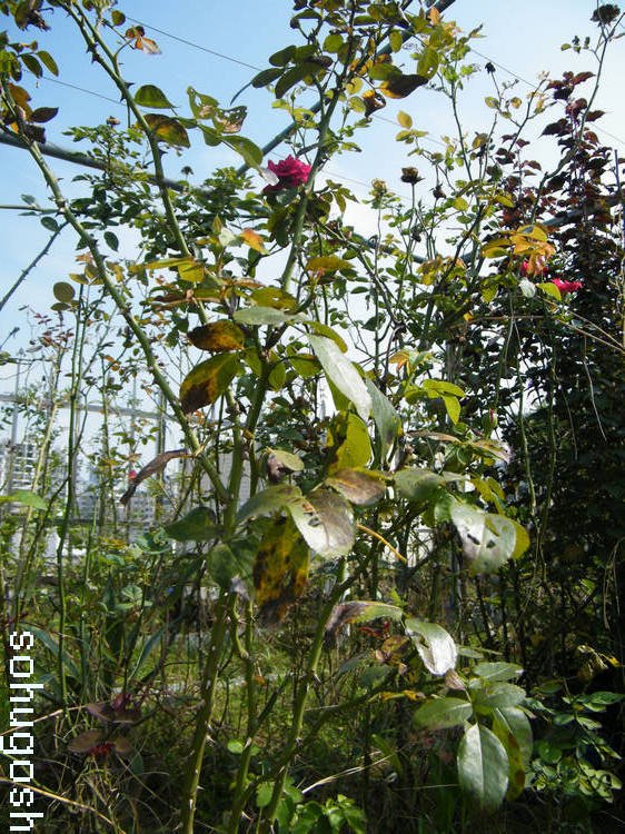 DSCF5176.jpg