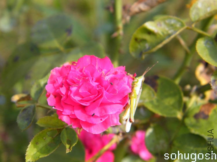 DSCF5162.jpg
