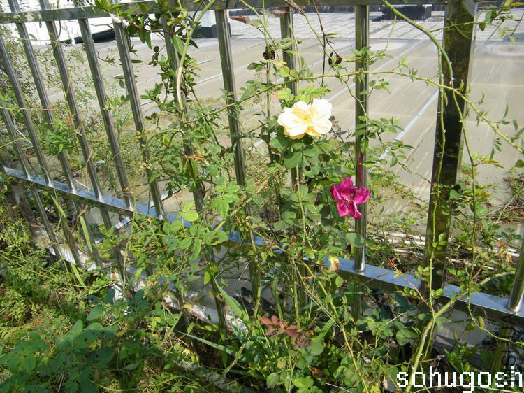 DSCF5183.jpg