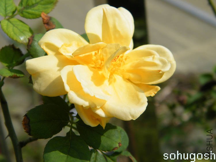 DSCF5185.jpg