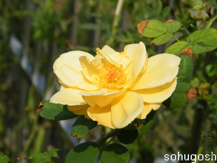 DSCF5187.jpg