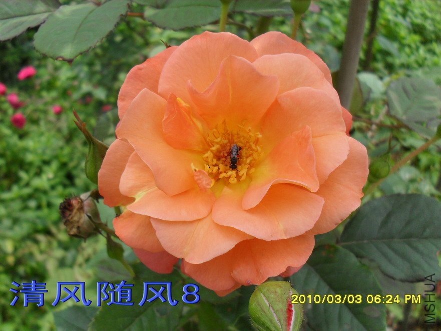 �������11 (8).jpg