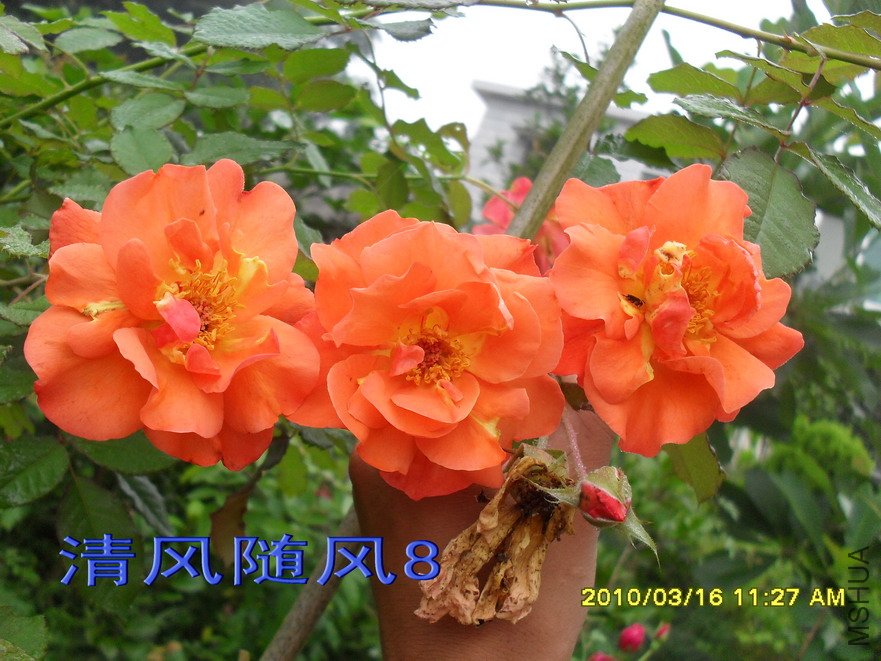 �������11 (3).jpg