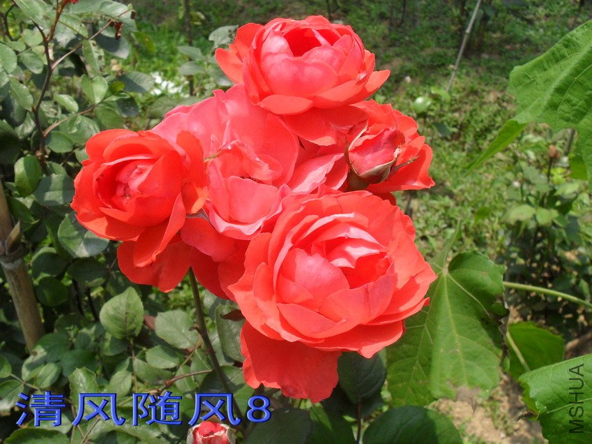 ���Ů��11 (2).jpg