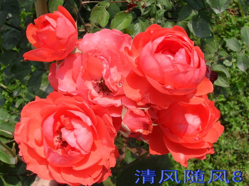 ���Ů��11 (1).jpg