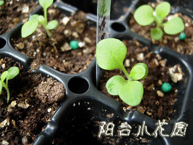 DSCN7472.JPG