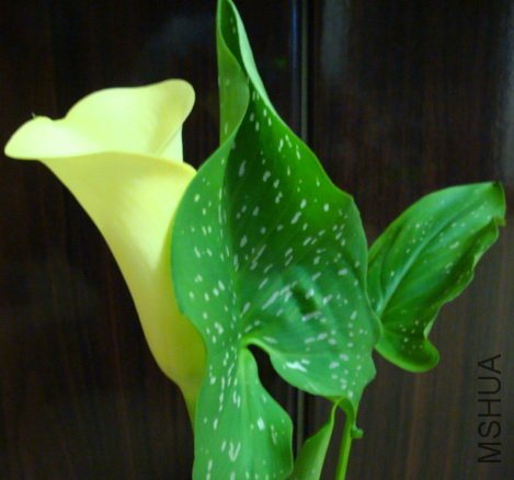 DSC00295.jpg