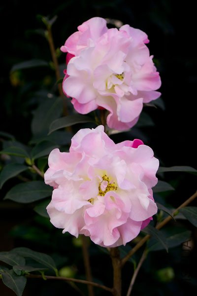 ѩ������