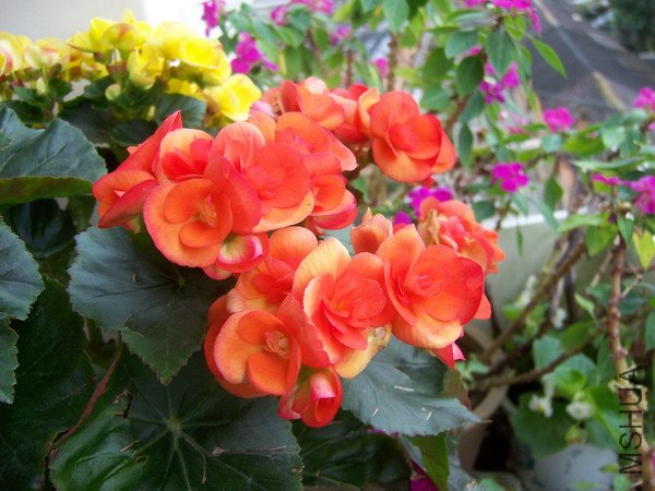 20100928 014.jpg