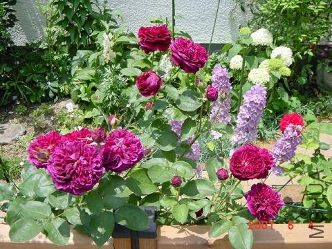 ����.jpg
