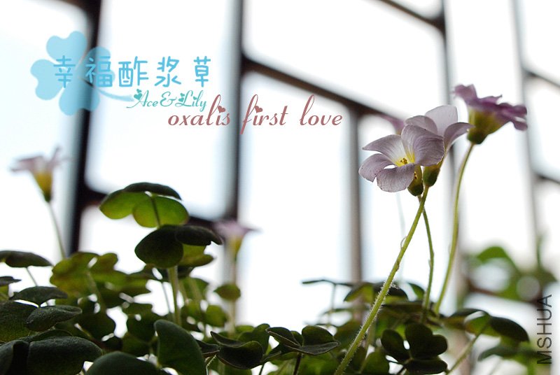oxalis-first-love-100929.jpg
