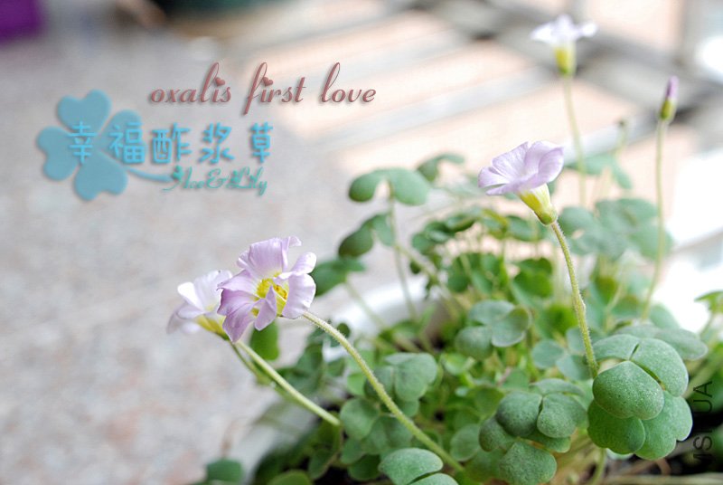 oxalis-first-love-100928.jpg