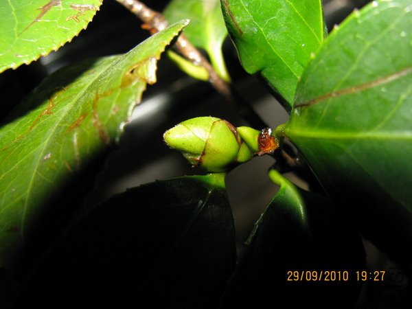 IMG_1225.JPG