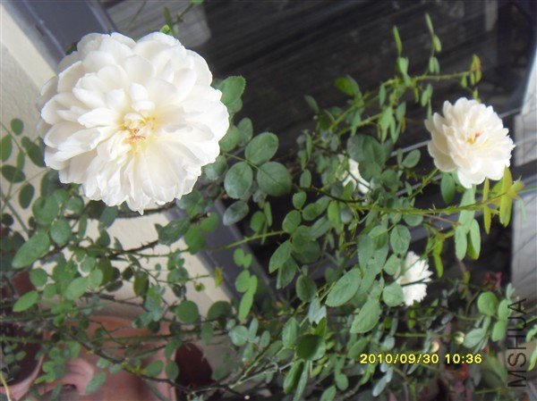 SDC12079_����.jpg