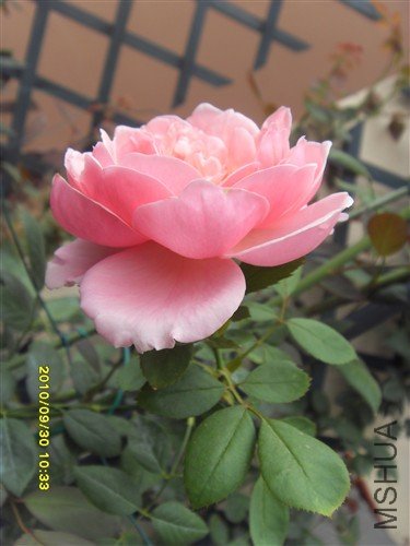SDC12064_����.jpg