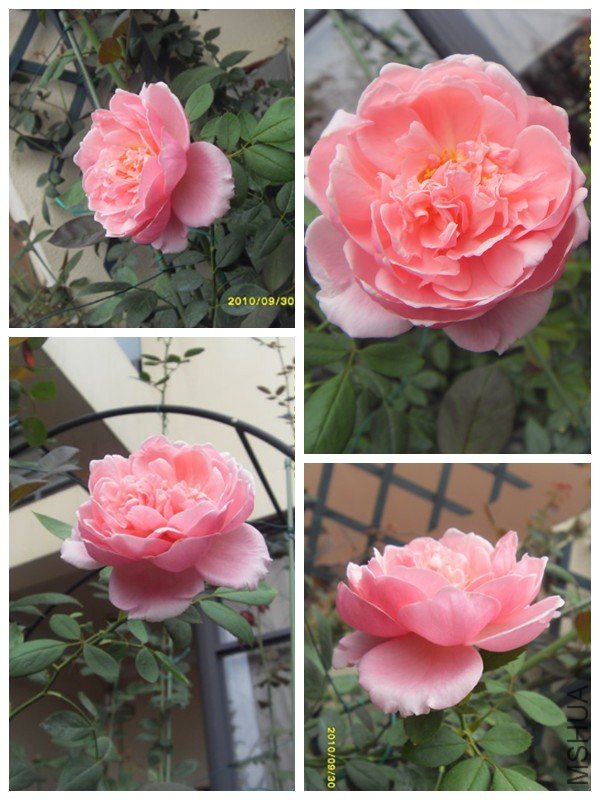 SDC12059_����.jpg