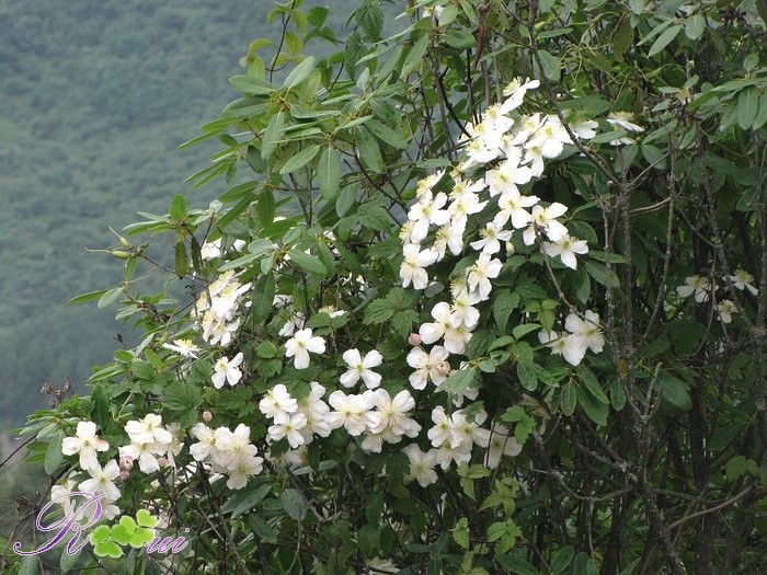 C montana �����������.jpg