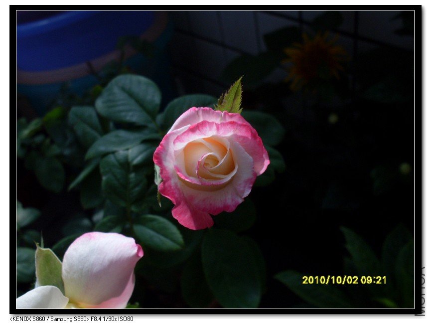 SDC15428_nEO_IMG.jpg
