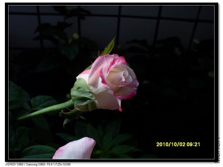 SDC15429_nEO_IMG.jpg
