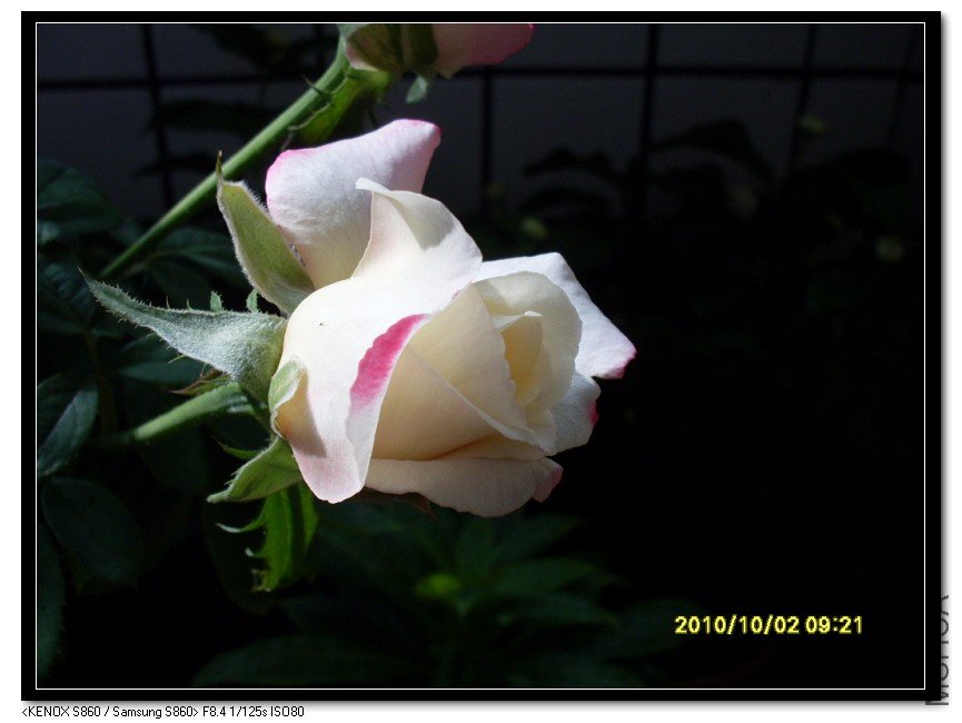 SDC15427_nEO_IMG.jpg