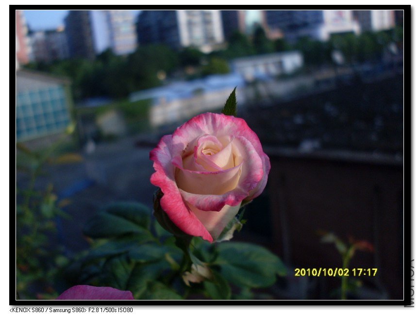 SDC15437_nEO_IMG.jpg
