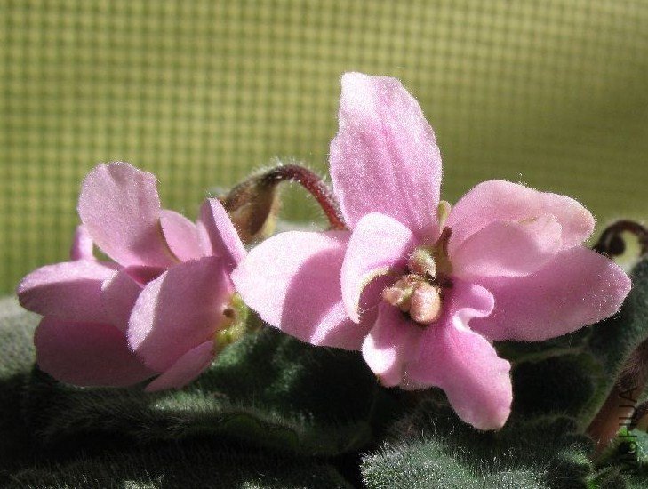 IMG_3350.jpg