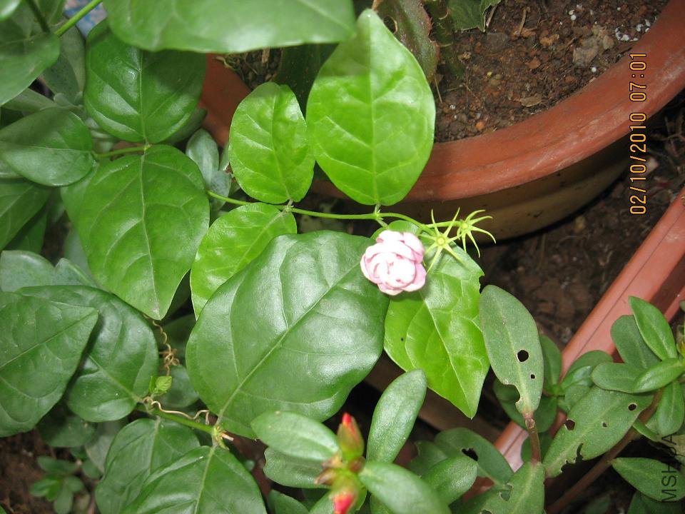 20101002 004.jpg