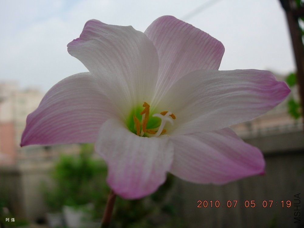 nEO_IMG_h.robustus hybrids16.jpg