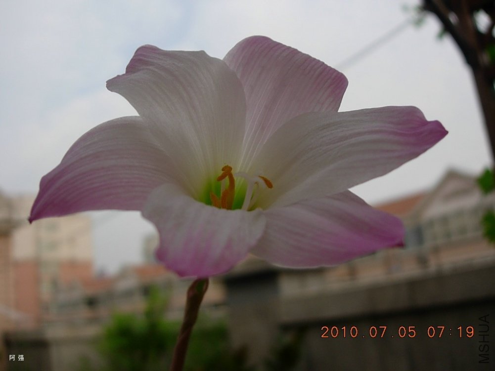 nEO_IMG_h.robustus hybrids17.jpg