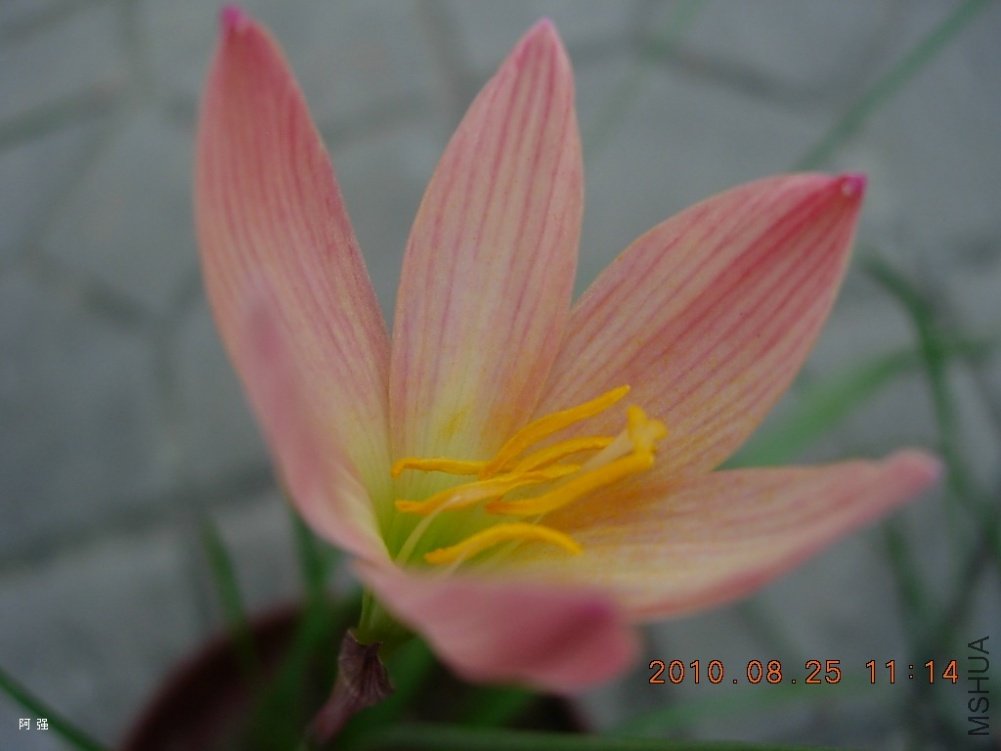 nEO_IMG_Z.peachy4.jpg