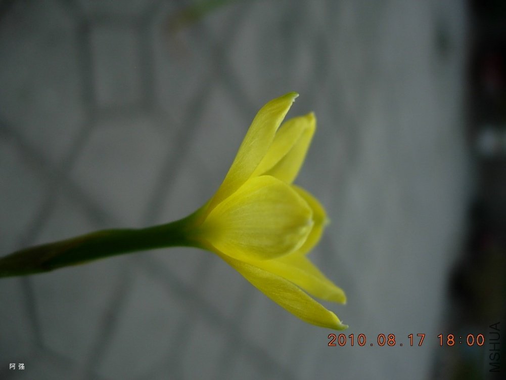 nEO_IMG_Z.smallii05.jpg