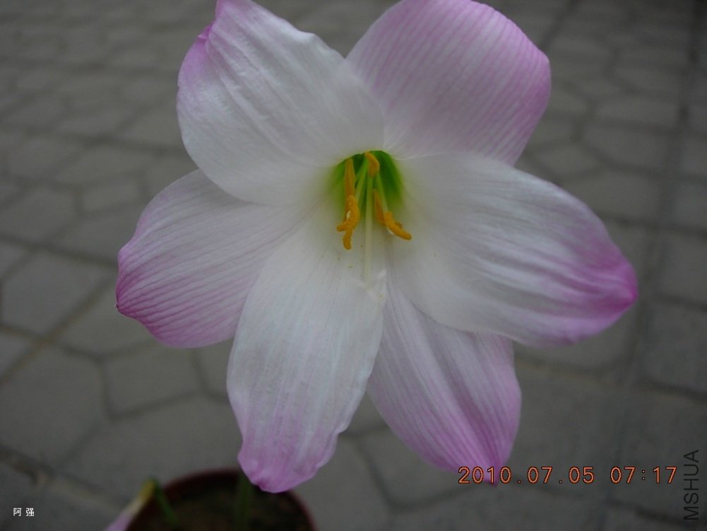 nEO_IMG_h.robustus hybrids14.jpg