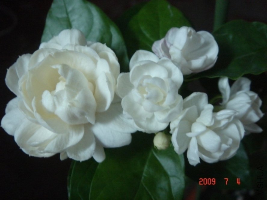 DSC04057.JPG