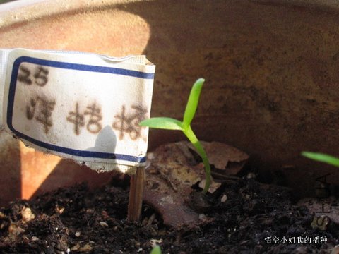 ���� 010.JPG