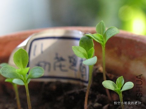 ���� 012.JPG