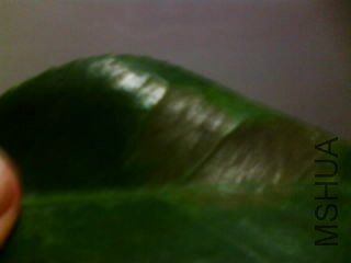 IMG0147A.jpg