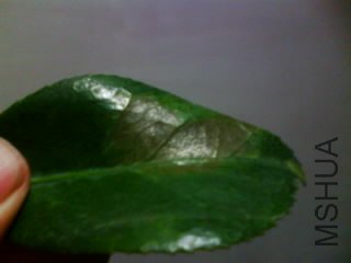 IMG0148A.jpg