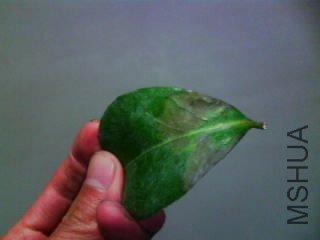 IMG0149A.jpg