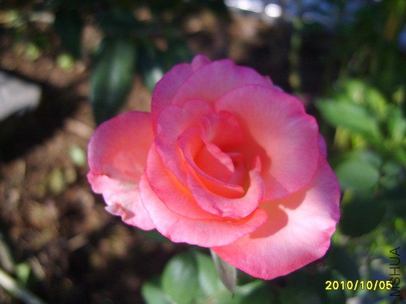 S8000861-2.jpg