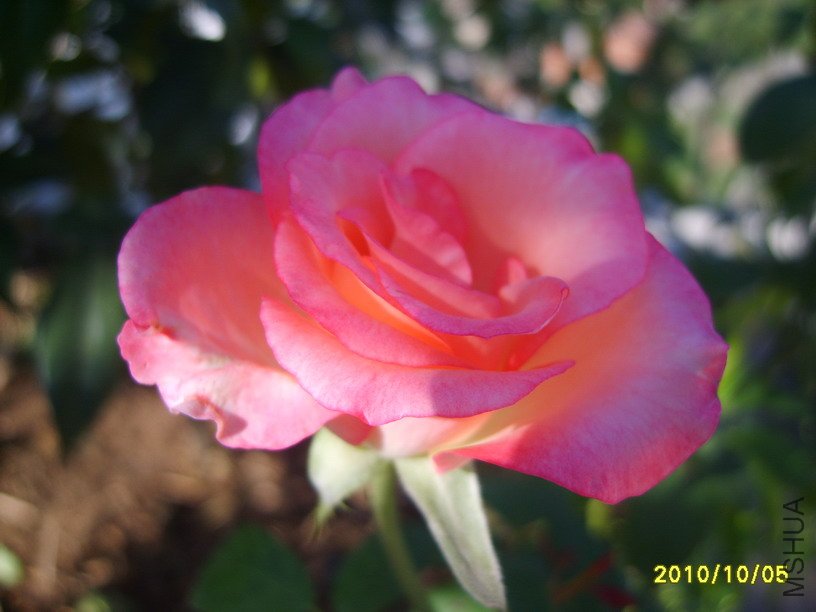 S8000862-2.jpg