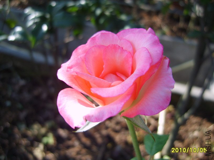 S8000863-2.jpg