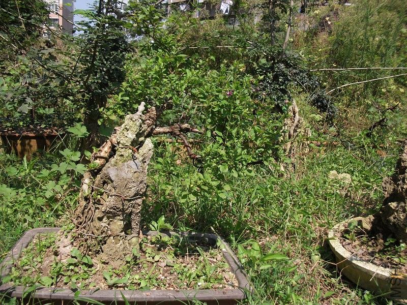 DSCF0276.JPG
