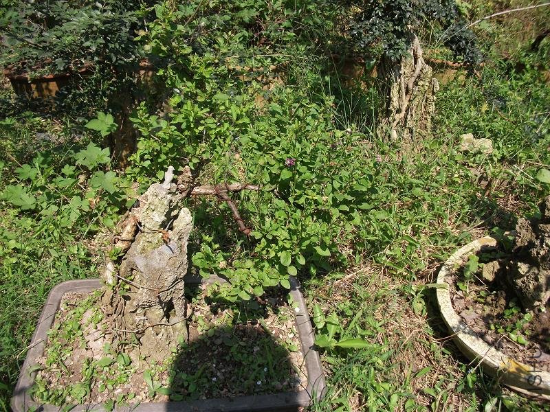 DSCF0277.JPG