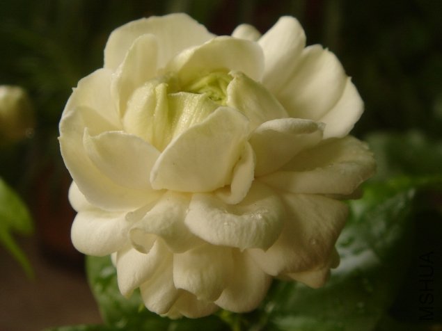 DSC07963.JPG