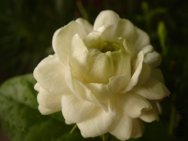 DSC07966.JPG