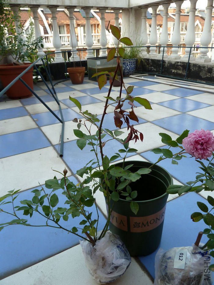 P5.jpg