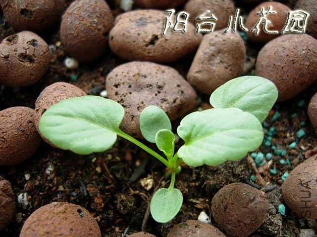 DSCN7584.JPG