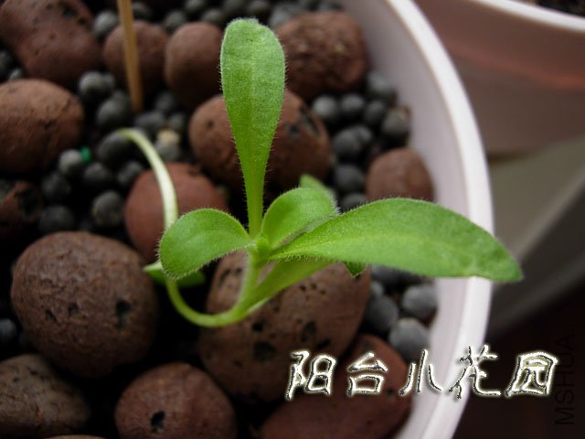 DSCN7580.JPG